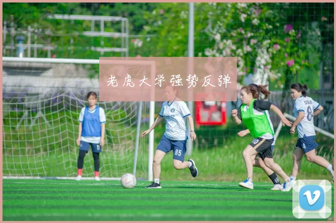 老虎大学强势反弹